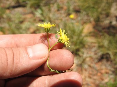 Felicia mossamedensis, photographed by Matthew Fainman