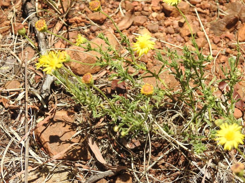 Felicia mossamedensis, photographed by Matthew Fainman
