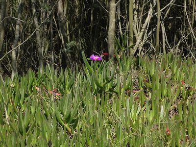 Carpobrotus deliciosus, photographed by Shaun Swanepoel