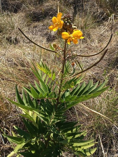 Senna scabriuscula, photographed by Agustina Collazo