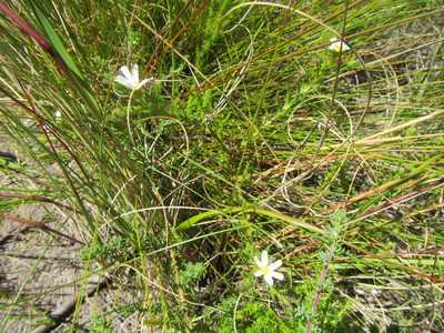 Zyrphelis foliosa, photographed by douglaseustonbrown