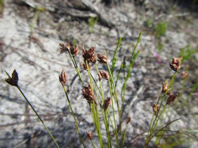 Ficinia oligantha, photographed by douglaseustonbrown