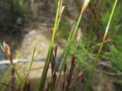 Restio distichus, photographed by douglaseustonbrown