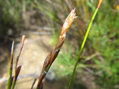 Restio distichus, photographed by douglaseustonbrown