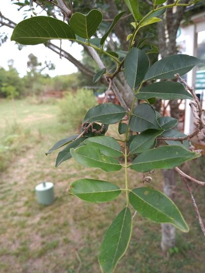 Lonchocarpus nitidus, photographed by Agustina Collazo