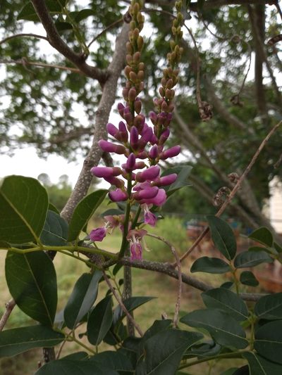 Lonchocarpus nitidus, photographed by Agustina Collazo