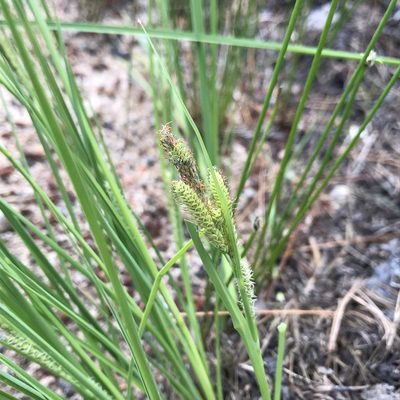 Carex lenticularis, photographed by Mara McHaffie