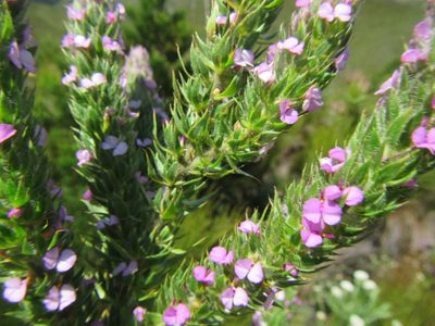 Muraltia vulpina, photographed by douglaseustonbrown