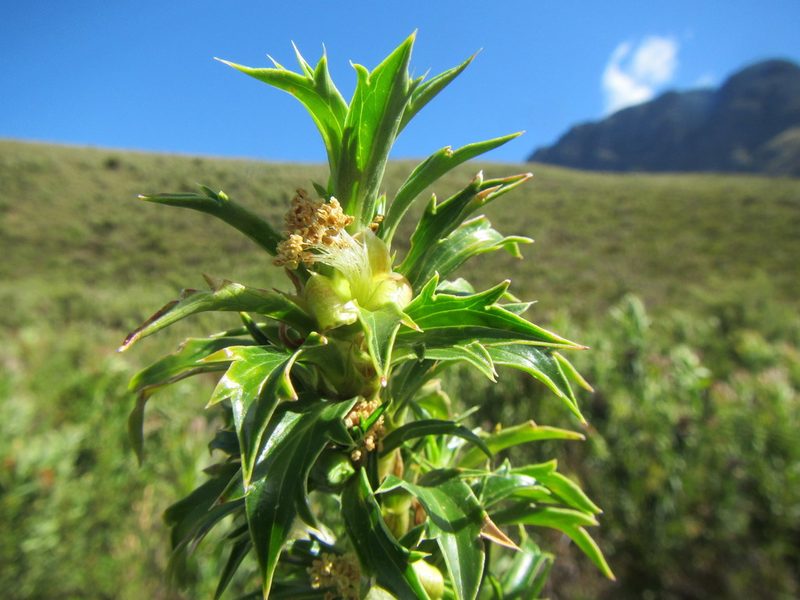Cliffortia phillipsii, photographed by douglaseustonbrown