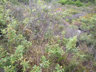 Pentameris tortuosa, photographed by douglaseustonbrown