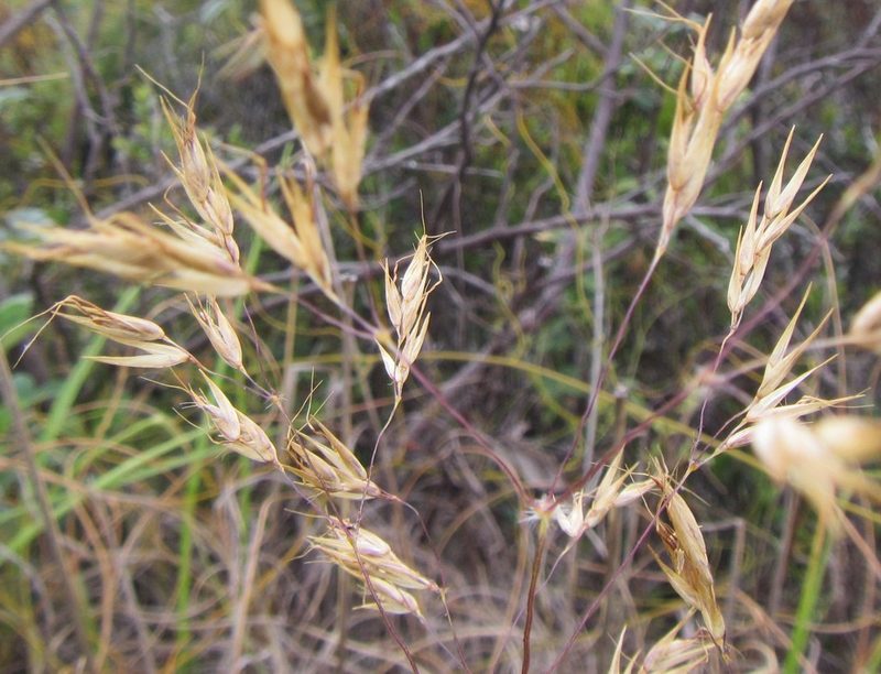 Pentameris tortuosa, photographed by douglaseustonbrown