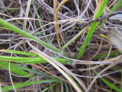 Pentameris tortuosa, photographed by douglaseustonbrown