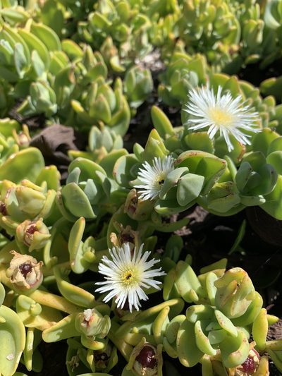 Mesembryanthemum vanrensburgii, photographed by Dave Richardson