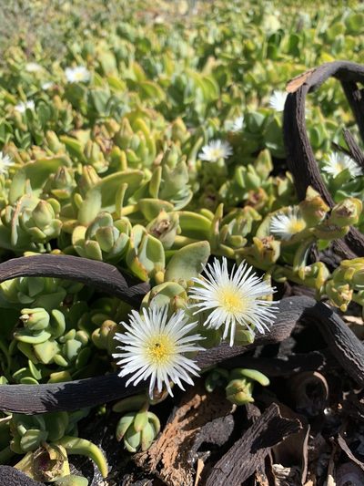 Mesembryanthemum vanrensburgii, photographed by Dave Richardson