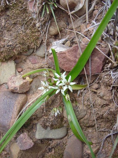 Oziroe acaulis, photographed by Alfredo F. Fuentes Claros