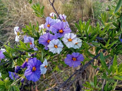 Lycianthes lycioides, photographed by Alfredo F. Fuentes Claros