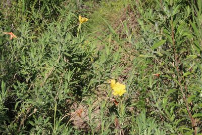 Oenothera affinis, photographed by demianlescano