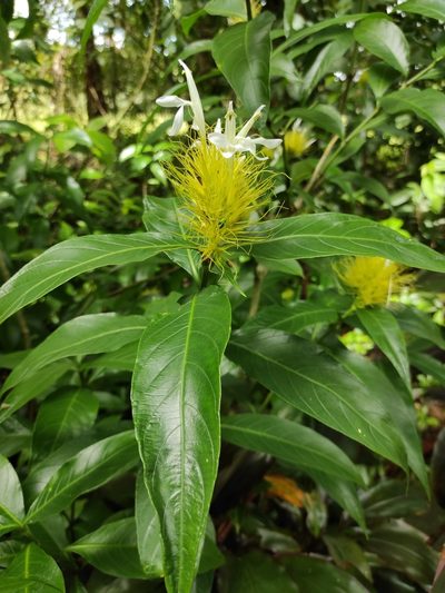 Justicia croceochlamys, photographed by Eduardo A. Bolaños Vargas