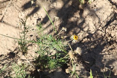 Senecio pinnatus, photographed by demianlescano