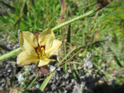 Wachendorfia brachyandra, photographed by douglaseustonbrown