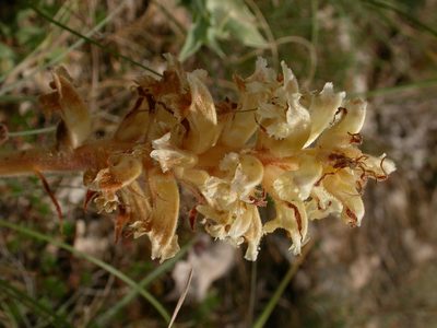 Orobanche amethystea, photographed by Yves Bas