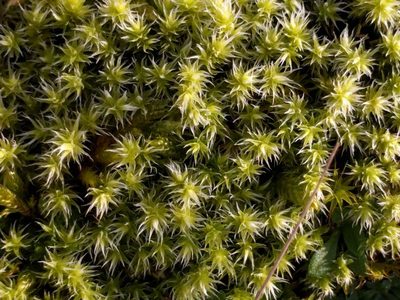 Niphotrichum canescens, photographed by Michel Langeveld