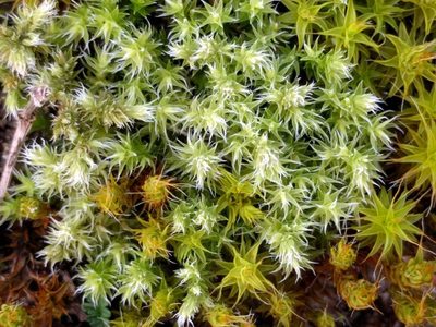 Niphotrichum canescens, photographed by Michel Langeveld
