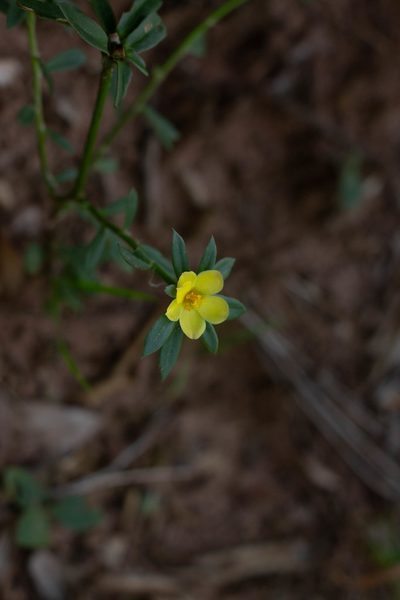 Portulaca mucronata, photographed by Márcia Martins