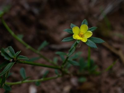 Portulaca mucronata, photographed by Márcia Martins