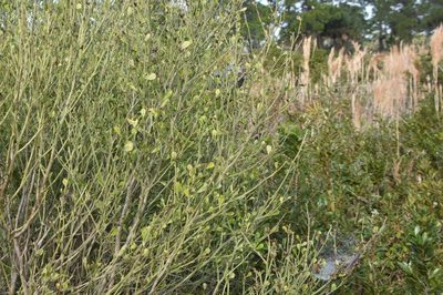 Baccharis glomeruliflora, photographed by Mike Ostrowski