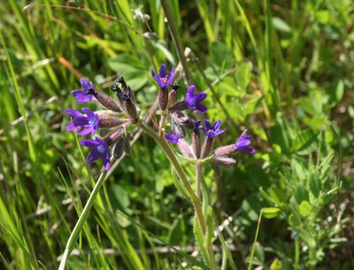 Anchusa undulata, photographed by Oleg Kosterin
