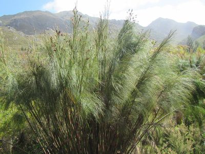 Cannomois grandis, photographed by douglaseustonbrown