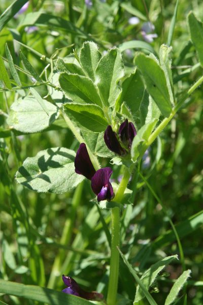 Vicia narbonensis, photographed by Oleg Kosterin