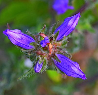 Campanula cervicaria, photographed by Kostas Zontanos