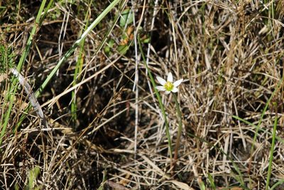 Zephyranthes minima, photographed by demianlescano