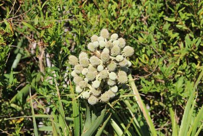 Eryngium eburneum, photographed by demianlescano