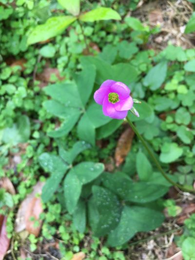 Oxalis dehradunensis, photographed by Darren Oh