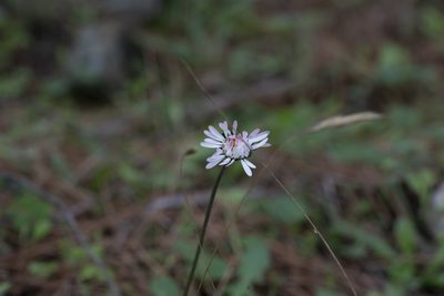 Bellis sylvestris, photographed by Eleftherios Katsillis