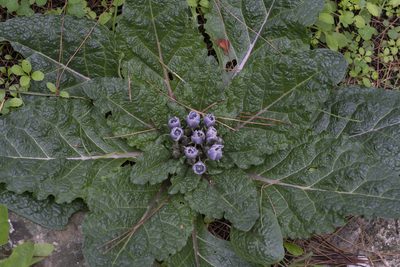 Mandragora officinarum, photographed by Eleftherios Katsillis