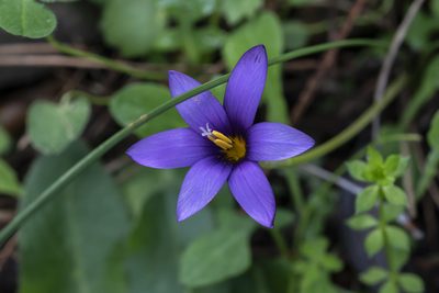 Romulea tempskyana, photographed by Eleftherios Katsillis