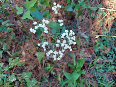 Ageratina jucunda, photographed by Adam Pitcher