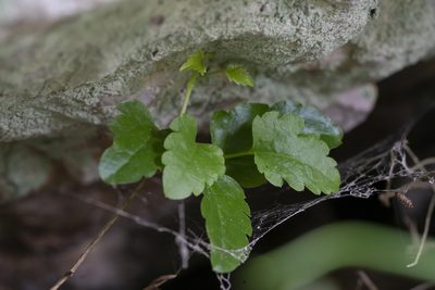Clematis cirrhosa, photographed by Eleftherios Katsillis