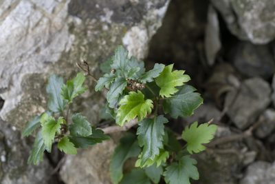 Clematis cirrhosa, photographed by Eleftherios Katsillis