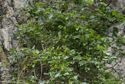 Clematis cirrhosa, photographed by Eleftherios Katsillis