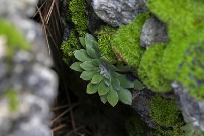 Rosularia serrata, photographed by Eleftherios Katsillis