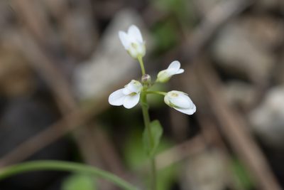 Noccaea natolica, photographed by Eleftherios Katsillis