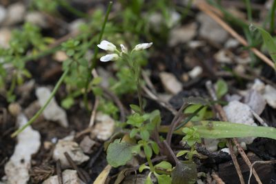 Noccaea natolica, photographed by Eleftherios Katsillis
