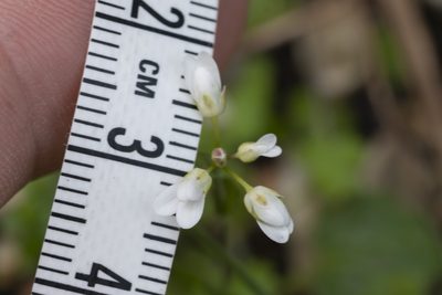 Noccaea natolica, photographed by Eleftherios Katsillis