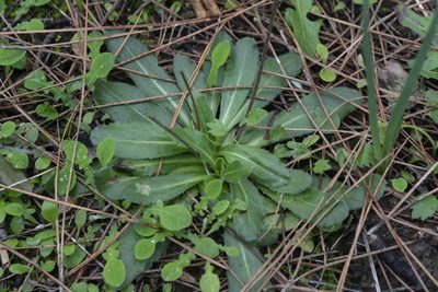 Bellis sylvestris, photographed by Eleftherios Katsillis
