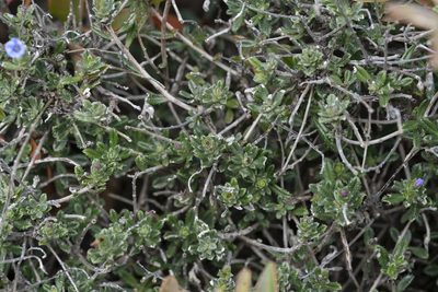 Lithodora hispidula, photographed by Eleftherios Katsillis